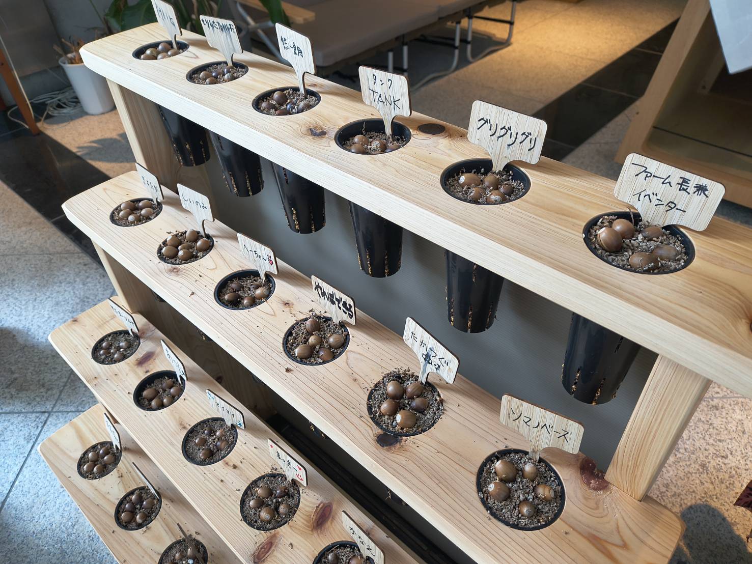 どんぐりページ レポート：どんぐりの成長観察① ― 静かな冬のスタート ―