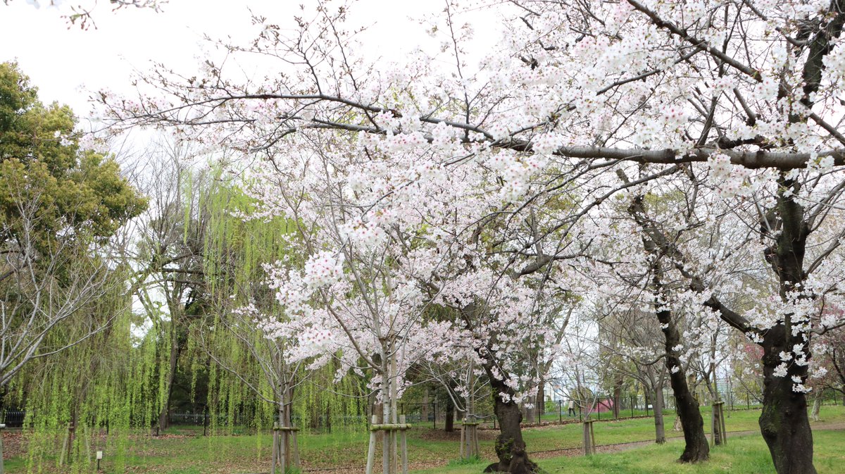 春の訪れとともに、長居公園の桜が見頃を迎えました