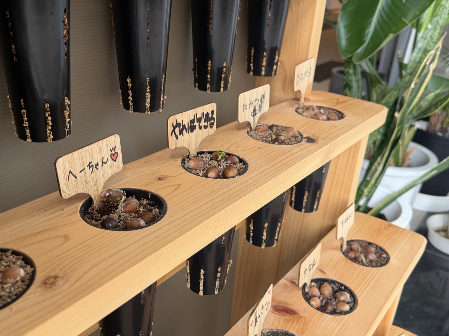 レポート：どんぐりの成長観察③ ― 黄緑色の芽が顔を出しています ―