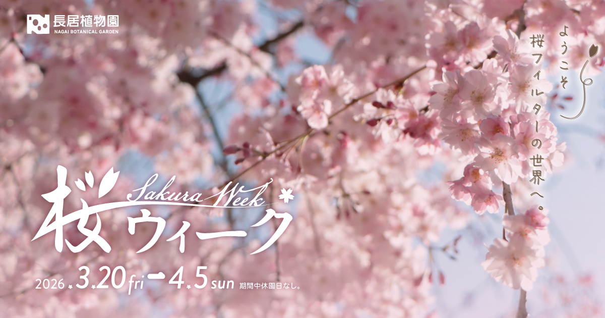 桜ウィーク