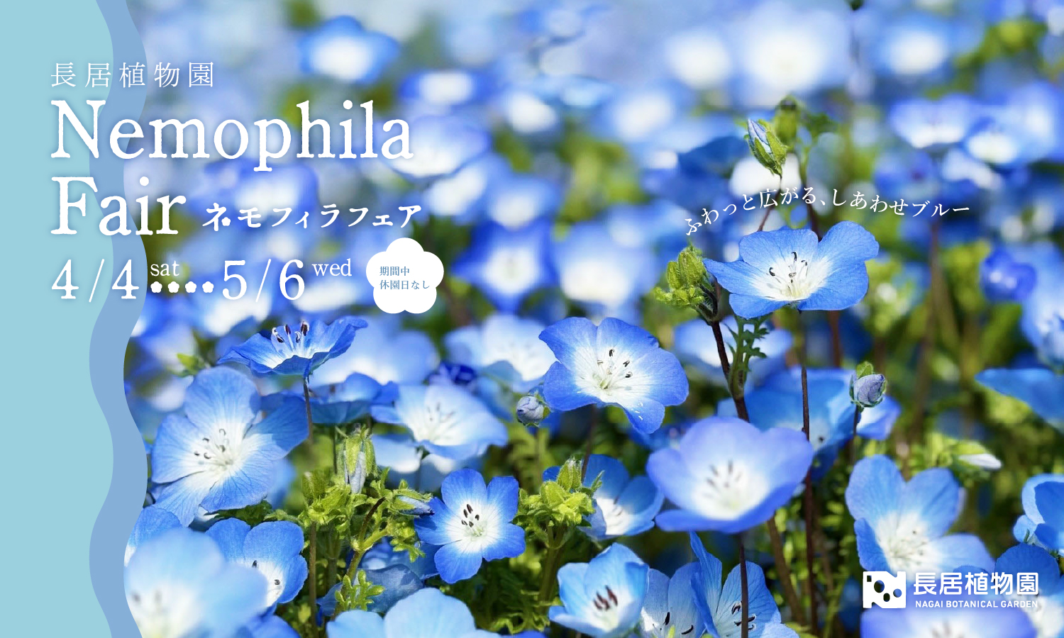 ネモフィラフェア