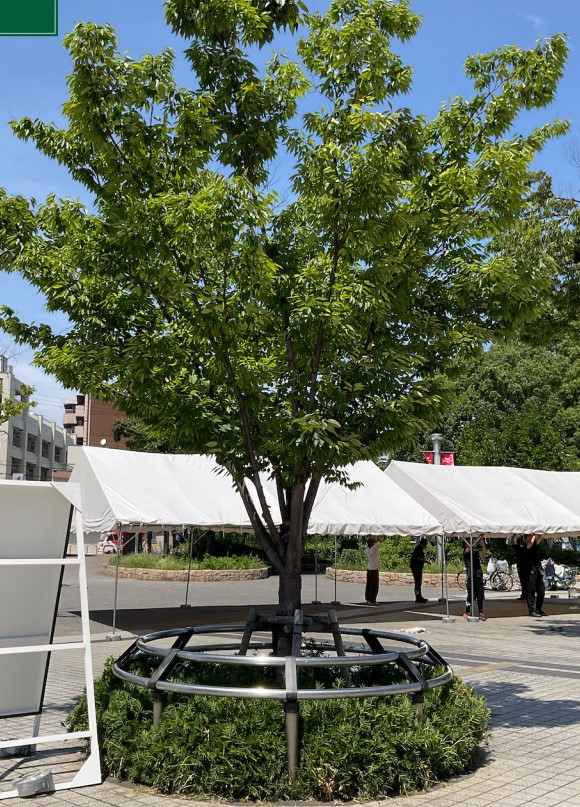 北エントランスの桜植樹工事に伴い、ケヤキの移植を完了しました