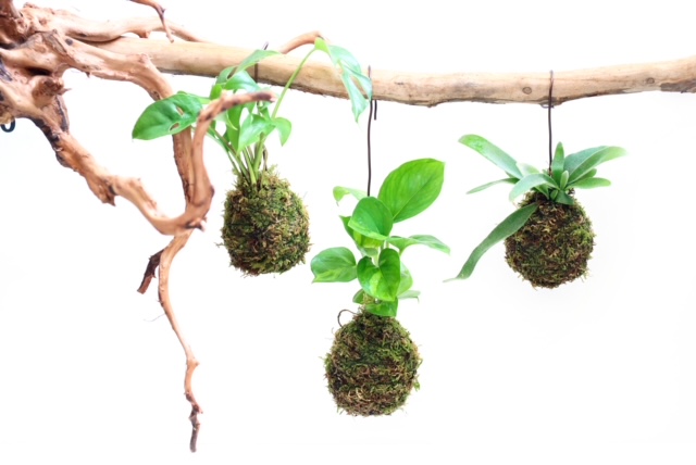 ❣️苔アート❣️流木の森❣️BIGグラスボールG EＸ❣️完成品❣️送料込み❣️ ❣️苔アート❣️流木の森❣️BIGグラスボールG EX❣️完成品❣️送料